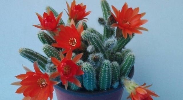 阳台养一盆此植物,不怕晒不怕旱,比仙人掌美,开出朵朵红花