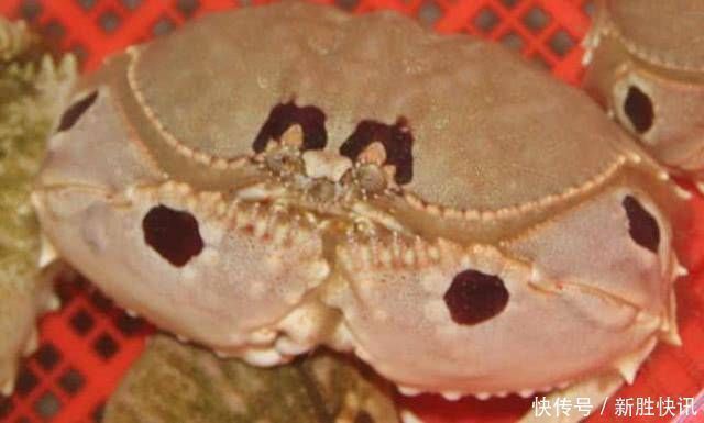 渔民|一种没有“尊严”的螃蟹,因其蟹肉极少,就连渔民都懒得抓