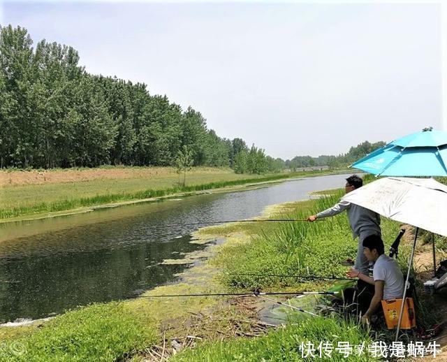 味型|夏季高温鲫鱼难钓搞懂其中奥妙,夏季野钓不难爆护
