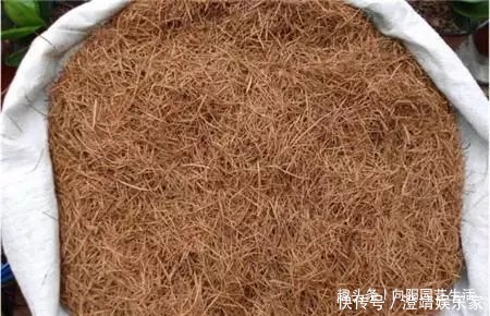 瓜子|给兰花换盆换土,加入这3种“宝贝”,疏松又透气,不烂根长的壮