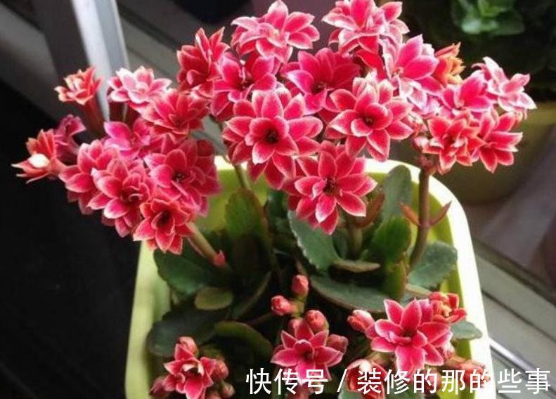 天竺葵|4种漂亮花，现在养一盆正当时，秋凉早开花，适合新手