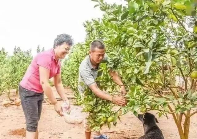 广告代言|全红婵1家7口现状：红姐拒接广告，老爸仍种地，大哥广州当厨师