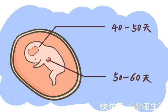 叶酸|胎心和胎芽会在孕几周出现若在这个周数前，说明胎儿发育很正常