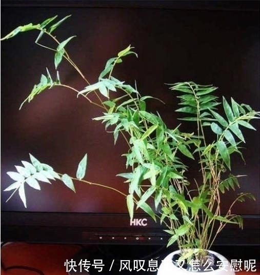 花盆|没有院子养不了竹子错，这种竹子养在桌上，比花还好看