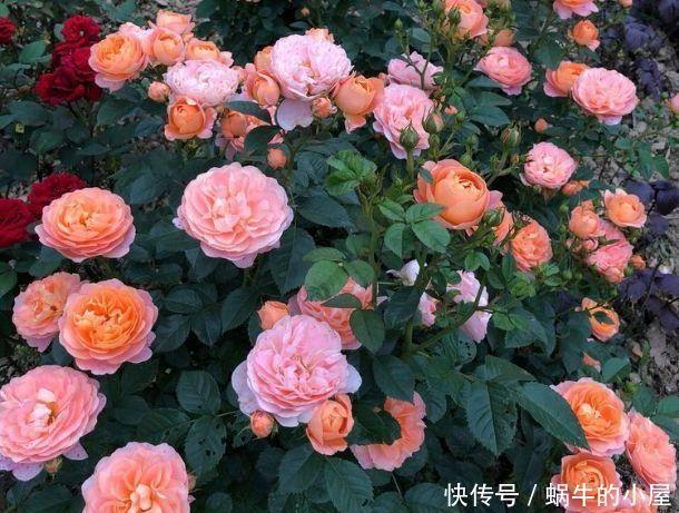  4种花仙气飘飘，花朵十分迷人，散发阵阵花香