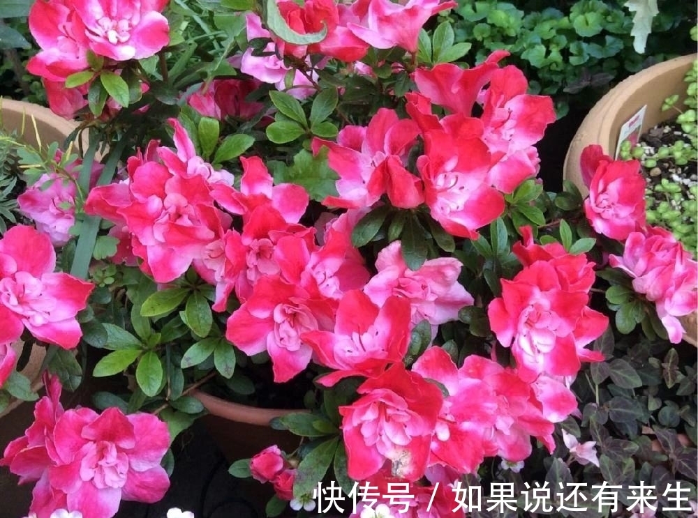 想养好杜鹃,配好土,养好根是关键,别再问为啥掉花掉叶了