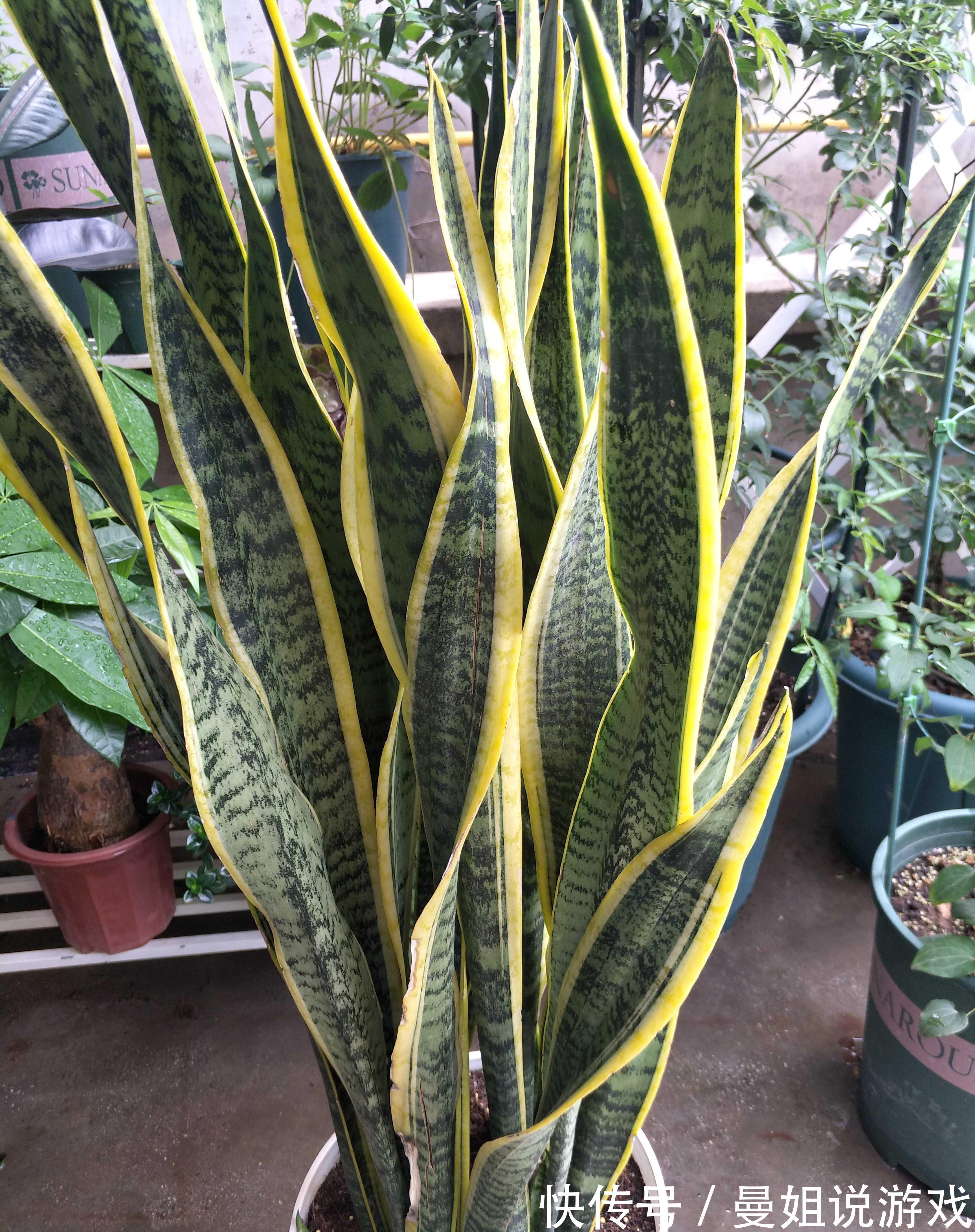 这四种植物适合小盆浅栽,少浇水,才能根系健壮,养得久