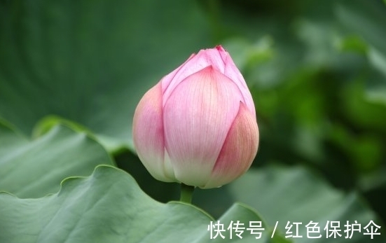 属相|10月15开始,喜鹊叫喜事来,4属相财库丰盈,机遇不断,万事顺心