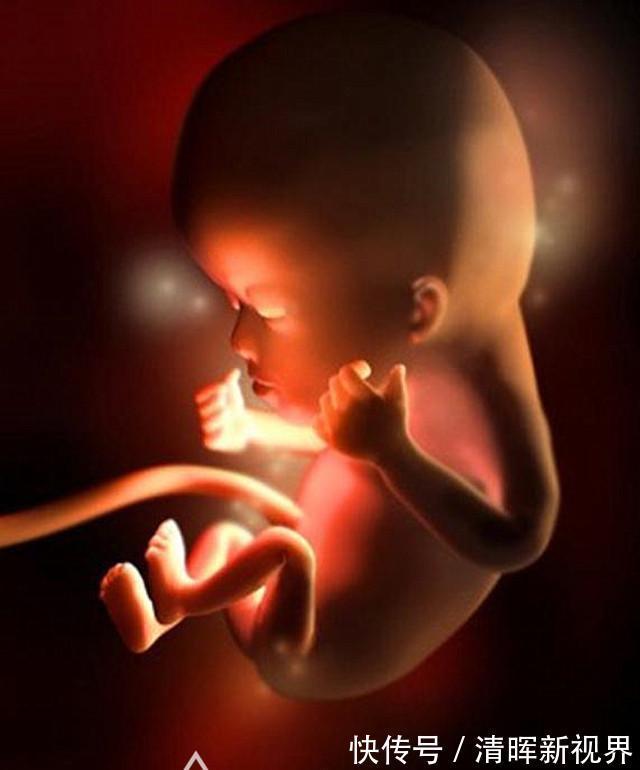 卵子|10月胎儿形成全过程,8张图带你了解真相,感受生命的奇迹