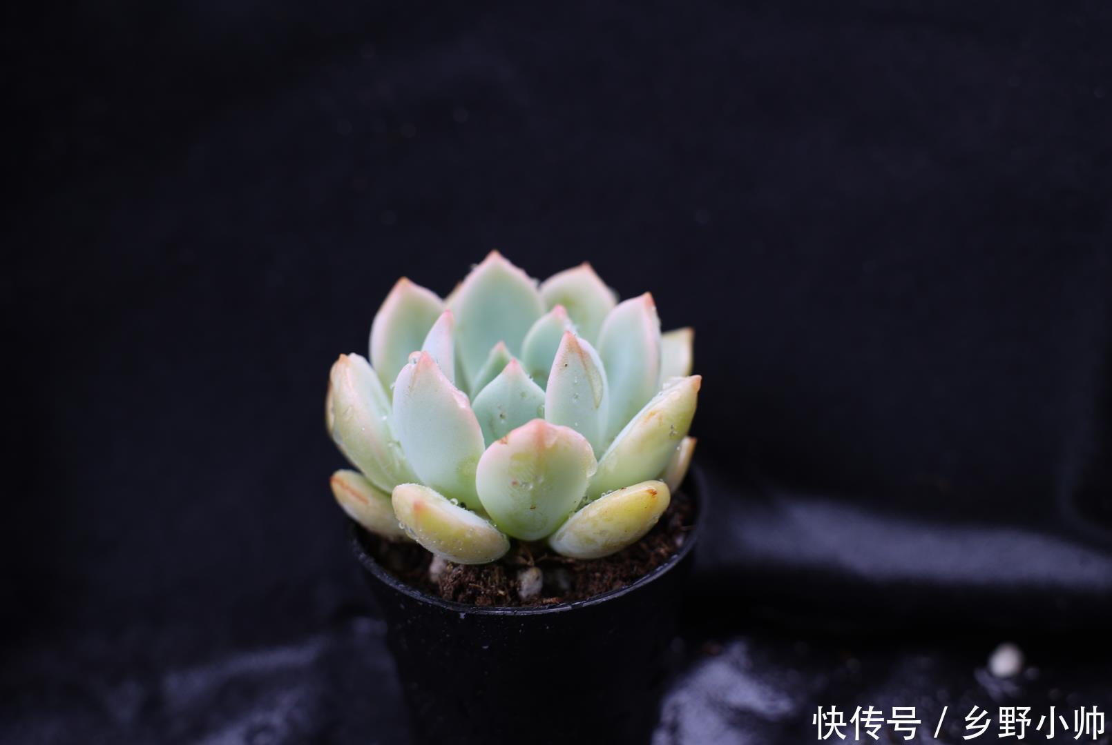 一部分|肉友分享: 三分之一时间在陪肉肉,多肉已经成为不可缺少的一部分