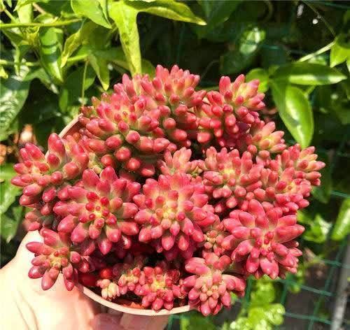 花卉|4种“陷阱”花，不适合新手，花店遇到要避开，别白花买花钱