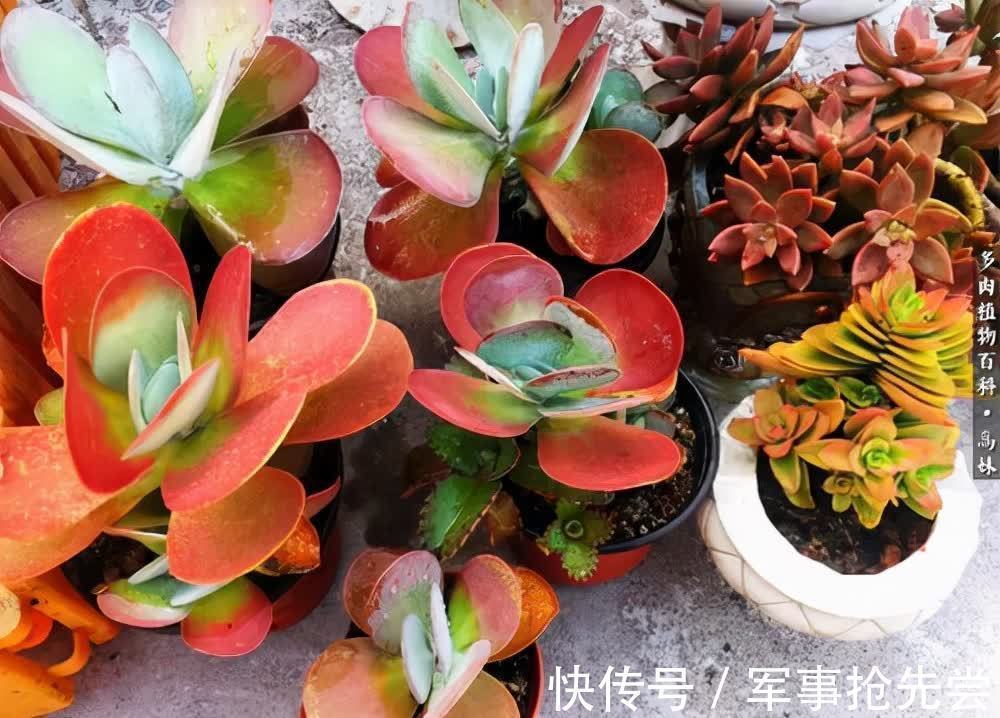 秋冬|他养多肉10多年,总结出9个易出“高价老桩”的品种,适合新手
