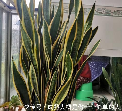 冬天|冬天养虎皮兰,土里埋点“生长素”,一到春天爆新芽