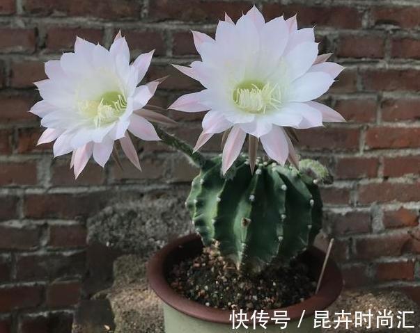 阳台|天热阳台该种植什么花？15种''抗晒''植物，盆栽赏花不犯愁