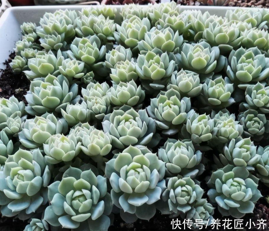 小苗|家庭养多肉，要记住这3点，这是成为多肉大户的“秘诀”