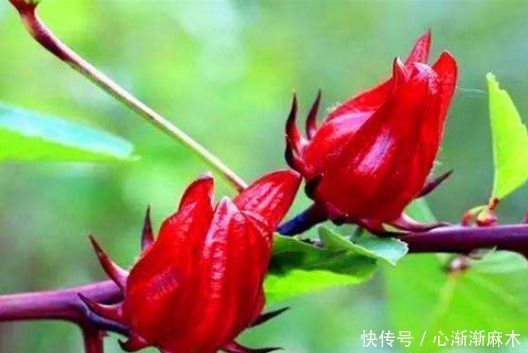 女性担心满脸皱纹,可以坚持吃3种食物,补血养颜、改善体质