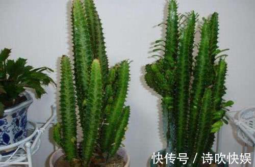 “3种花”已经被懂行的人拉入黑名单，就是再有钱，也别养室内