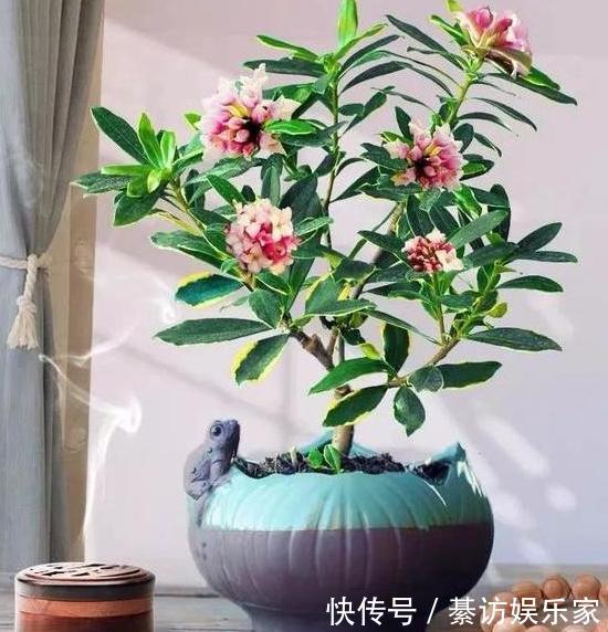 养花|养月季、茉莉不如盆栽金边瑞香,花期长、花朵多,花开满屋飘香