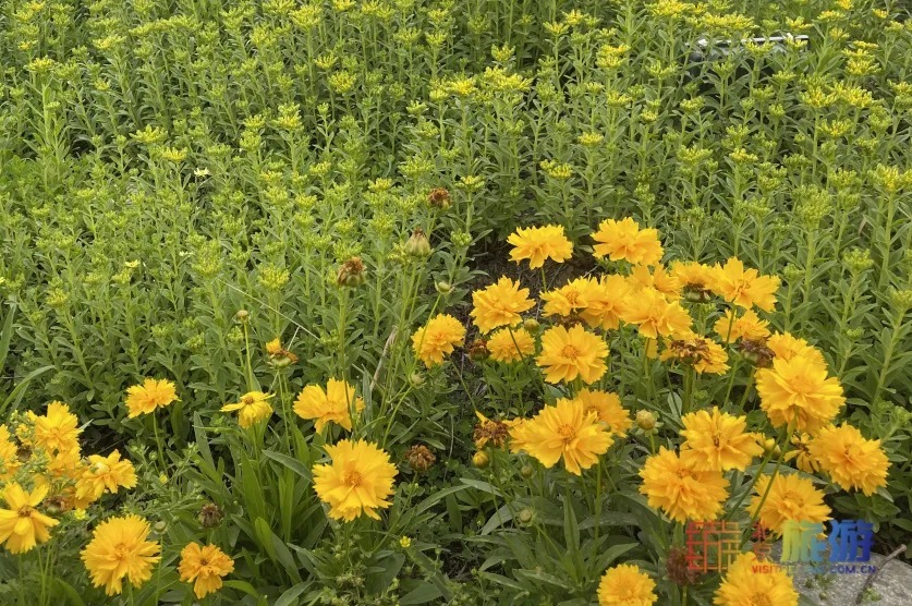 雏菊|北京亦庄超大规模雏菊花海正在盛花期，五颜六色，颜值爆表！