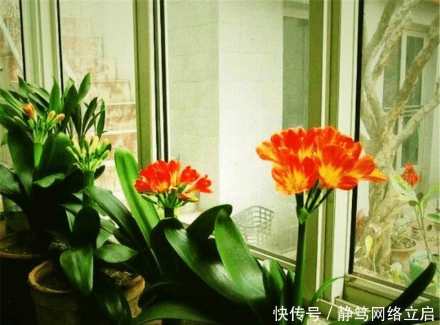 老大爷养君子兰，用上3种“黑炭块”，齐刷刷冒白根，年年开花旺