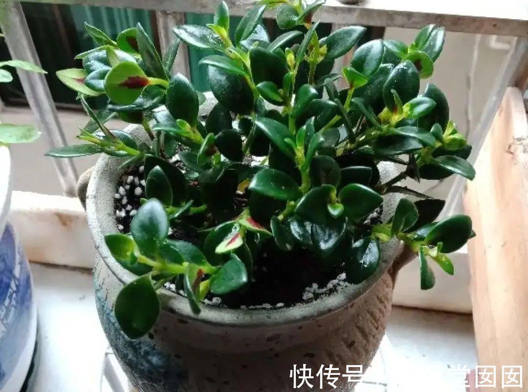 给花喷点它，叶片油绿茂密，花苞嘟噜噜冒出来