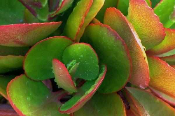 四季最好养的植物非它莫属，零基础的养花人也可以尝试，懒人大爱