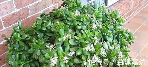 养分|养4种植物得会修剪，越舍得下狠手，植株就长得越旺开花越多