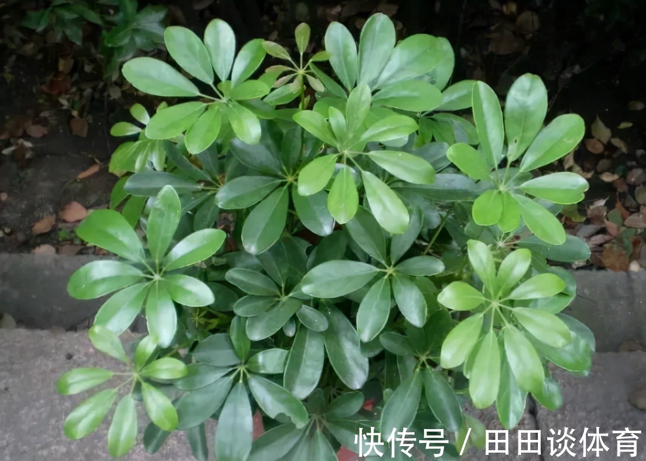 9种“吉利花”,优雅又大气,转运又富贵,养在客厅太“旺家”