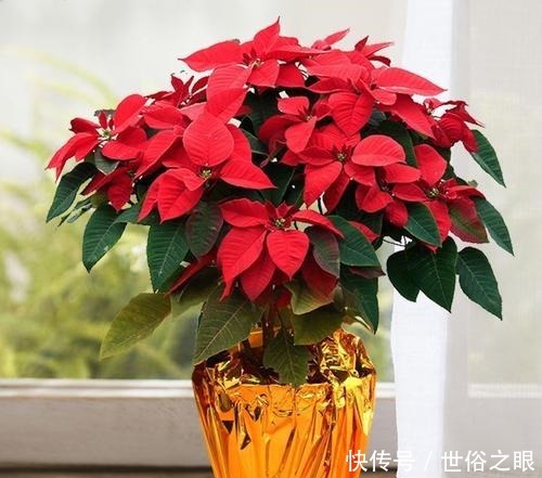 这四种花不能随意养！虽然外表好看，但实际上却是有毒的！