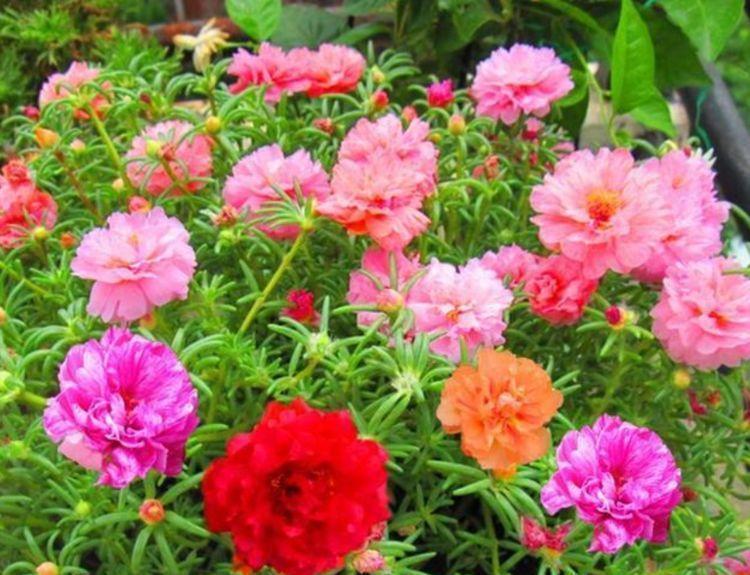 此花最适合家里养,365天开花不断,比牡丹还美,越晒开花越旺