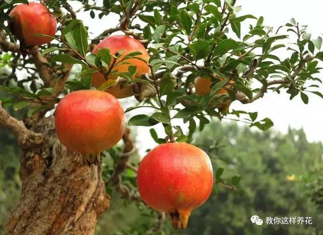 枝条|路边剪个枝,插土里就能活,种在阳台果子多到吃不完!