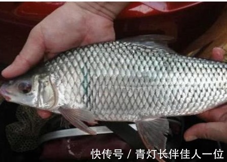 我国一种杂交鱼,1年可长3斤,常被冒充土鲫鱼,很多钓友也分不清