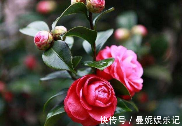 养花技巧:醋、橘子皮、小苏打用来养花,好处多!