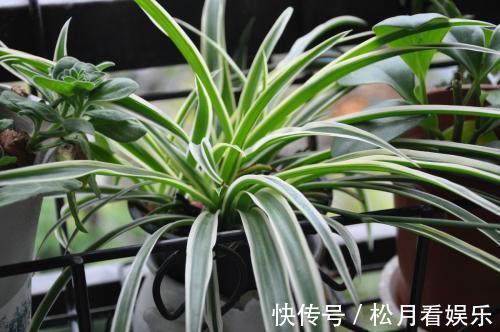 家里吊兰干尖黄叶,用这4招来改善,砰砰返青油亮亮