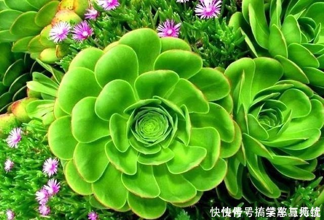 花友|这“三种花”就得虐着养,“少浇水,狠心剪”,轻松花开小半年!