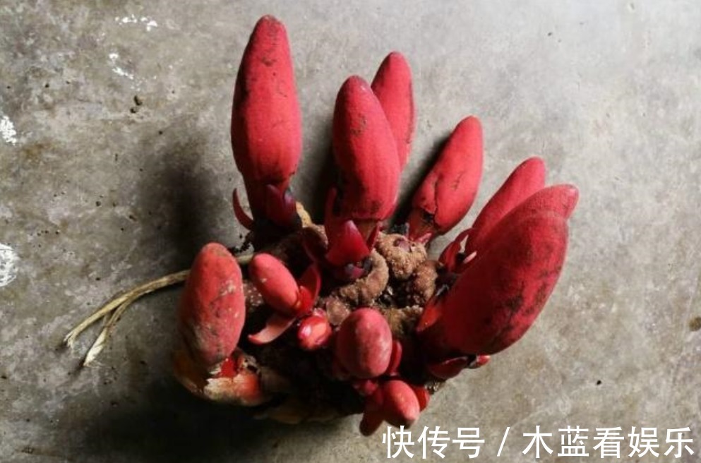 回春草|种回春草能卖200元一斤，结了婚的男人都在找，遇见最好不要错过