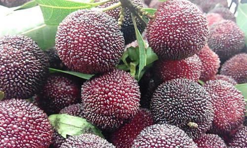 食物|每天晚上堅持吃3種食物，排毒養(yǎng)顏、延緩衰老，早吃早受益！