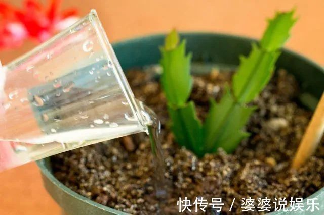 蟹爪兰简单扦插出几十盆,今后随便养,烂掉几棵也有底气