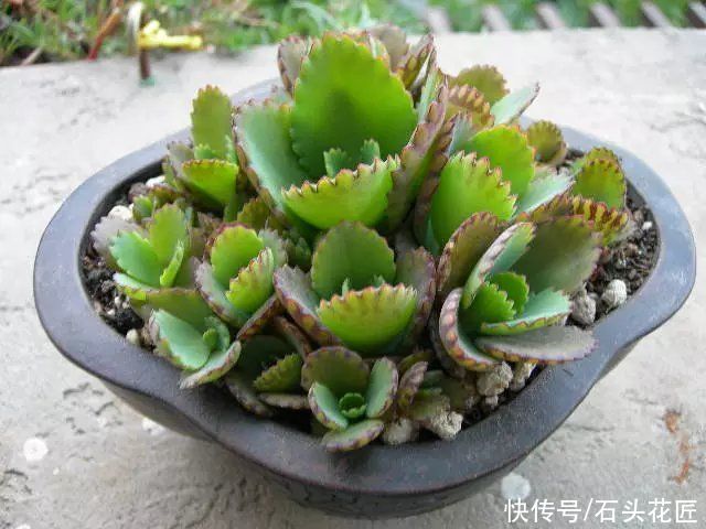 花卉|适合新手的花卉“白名单”，这5种花怎么养都能活，越养越自信