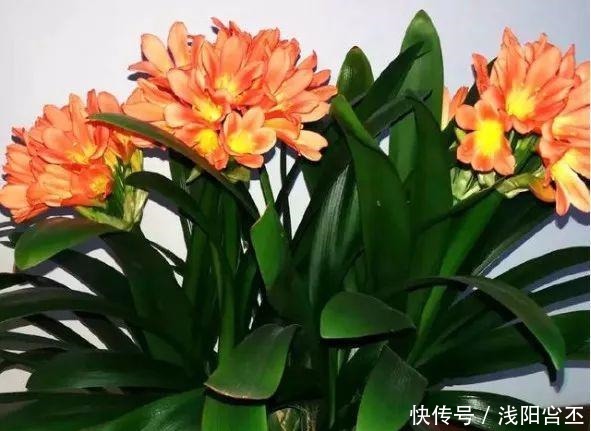 30年的君子兰,长出粗壮大老桩,砍还是不砍!