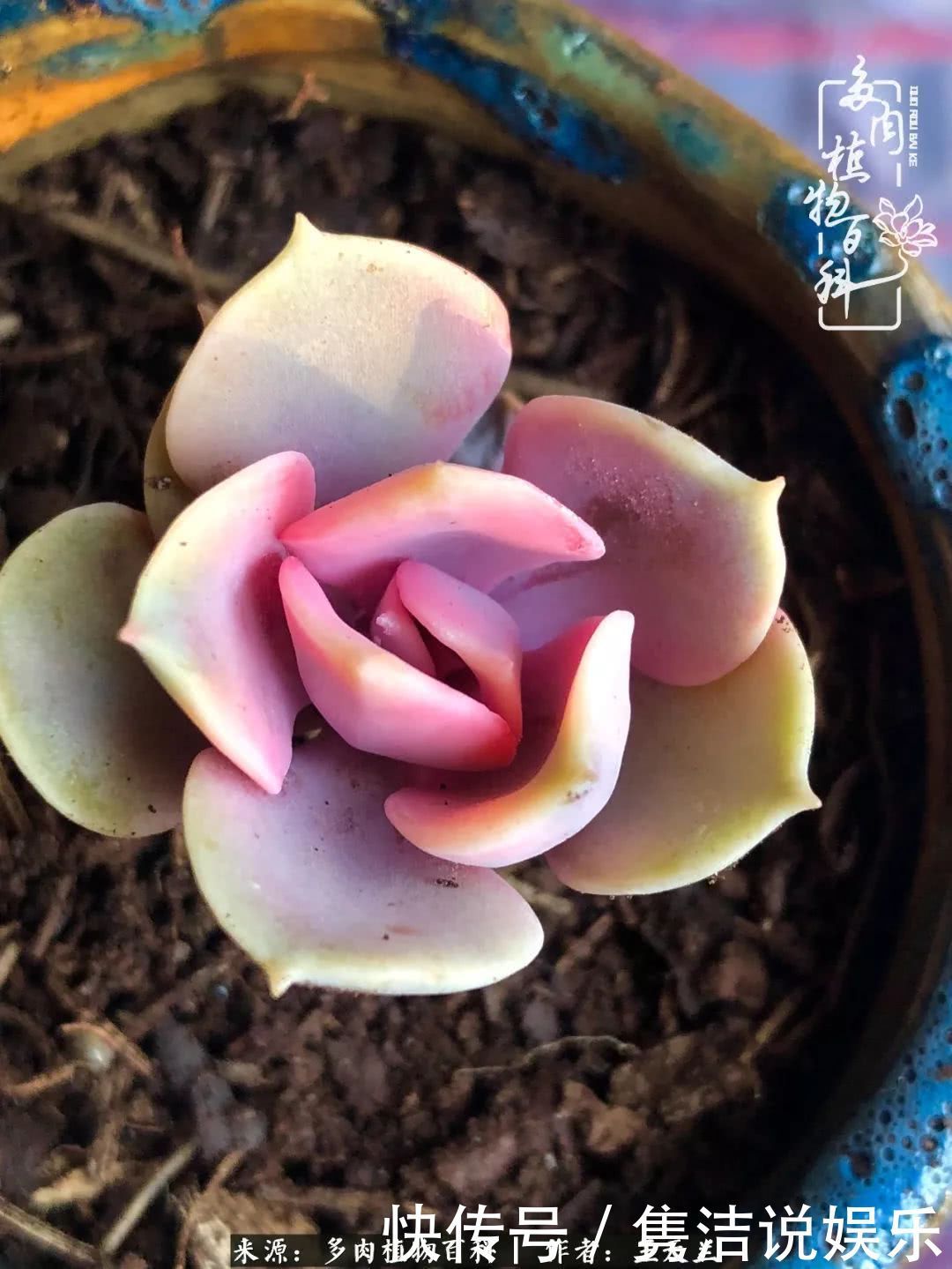 多肉遇上枯木木花盆，姑娘自己造！