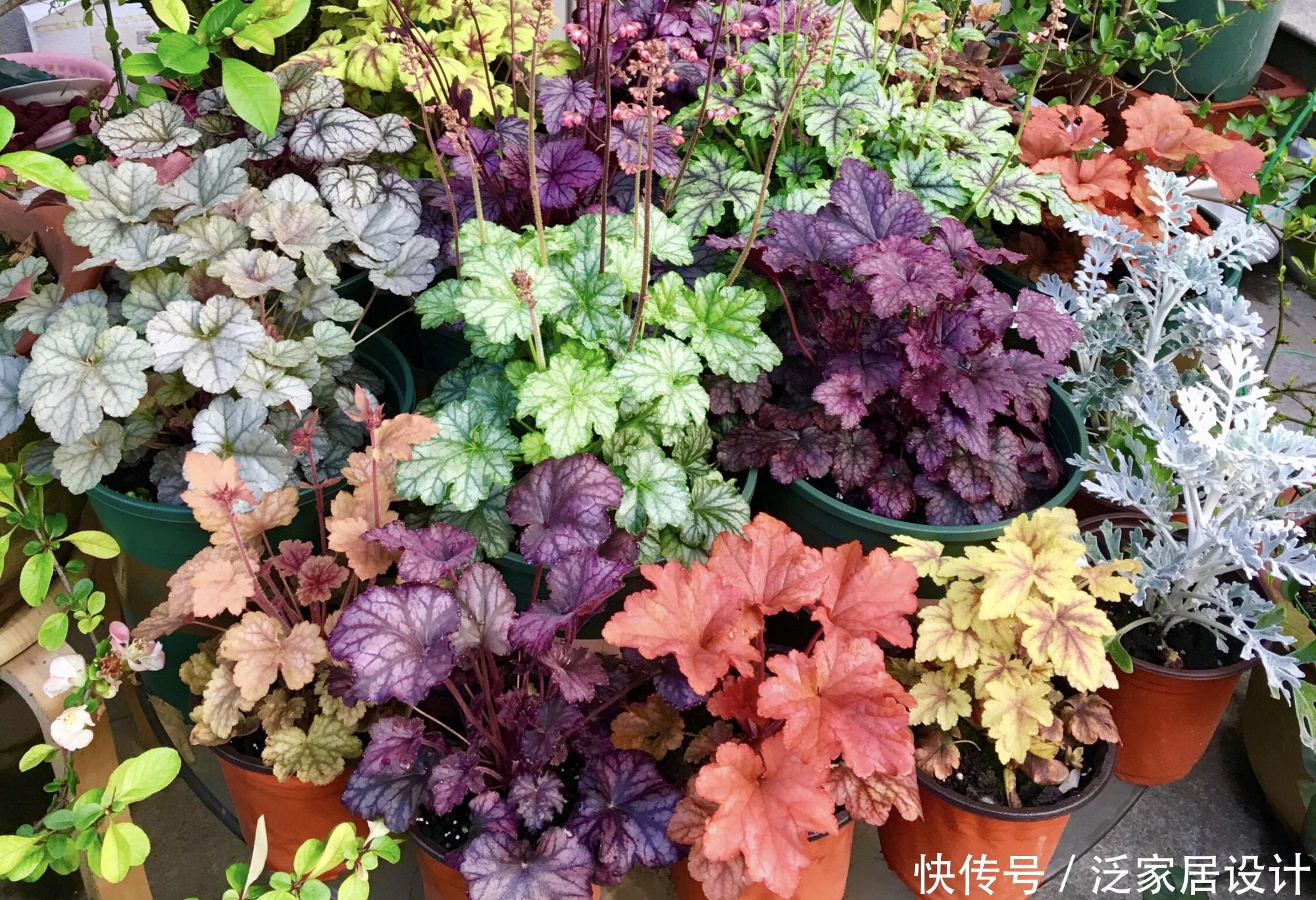 长得不好看?越冷越鲜艳,叶子七彩色,花叶具美的寒冬“颜值王”