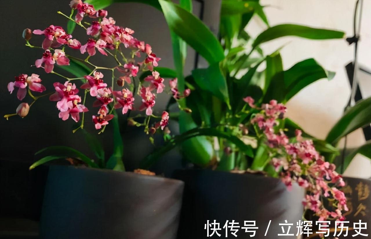 16种花被誉为冬日里的“开花机器”,喜欢就可以养起来,又美又香