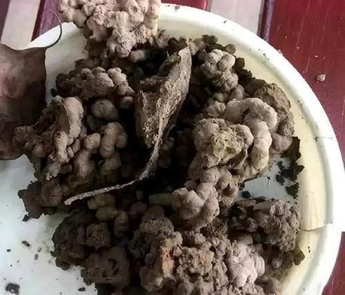 养花就用“它”,比生根水、生根粉要厉害“1倍”,养啥都能旺