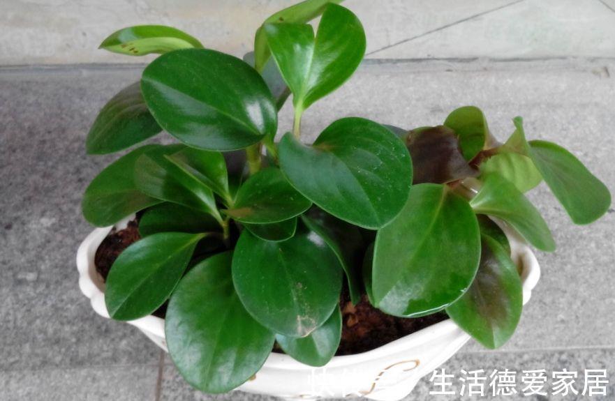 植株|豆瓣绿叶子发黄怎么办，注意4个方面就能有效解决豆瓣绿叶黄问题