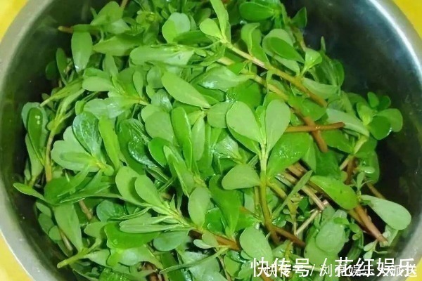 白发|马齿苋被称为“天然染发剂”，还能使白发变黑，别再只会吃了！