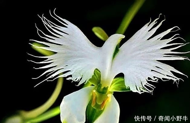 双翅|此花是鹭草所开的花，花型犹如一只翩然若飞的鹭鸟，又像是双翅