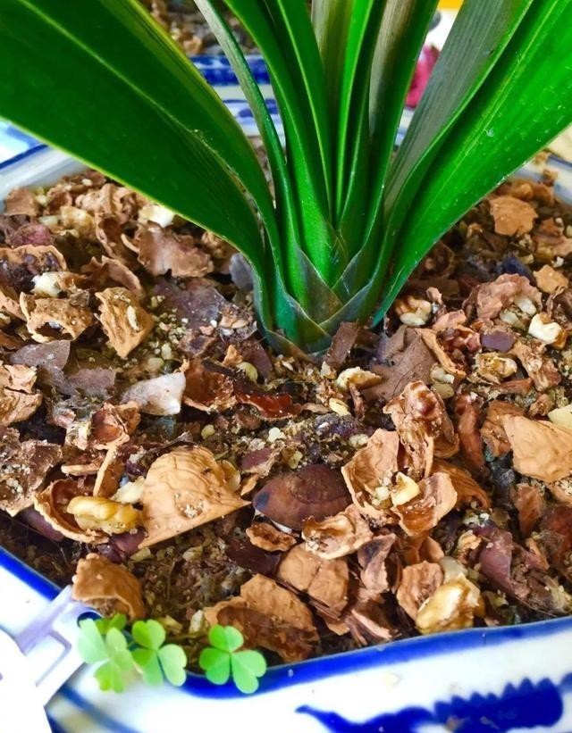 叶子|大爷养君子兰,用核桃仁加核桃皮,君子兰喜油性,长得嗖嗖快