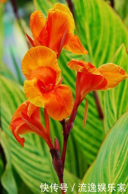 此花是一种生命力顽强的花,代表着坚实的未来,是拼搏的精神