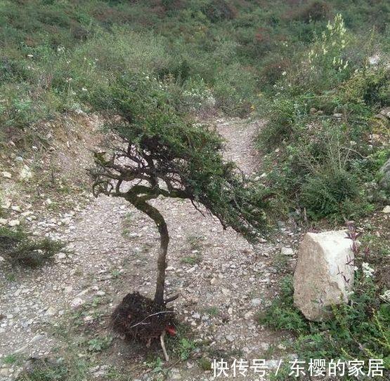 邻居捡到野货树桩，种盆里价值不菲，羡慕啊!
